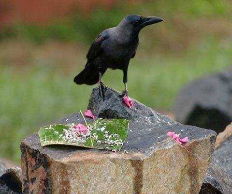 ബലി കാക്ക