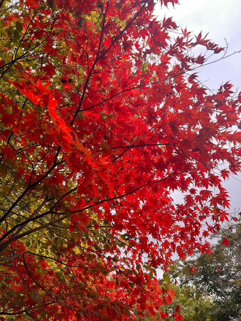 IMG-20221023-WA0034
